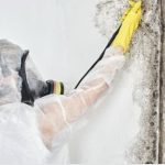 Professional Mold Remover