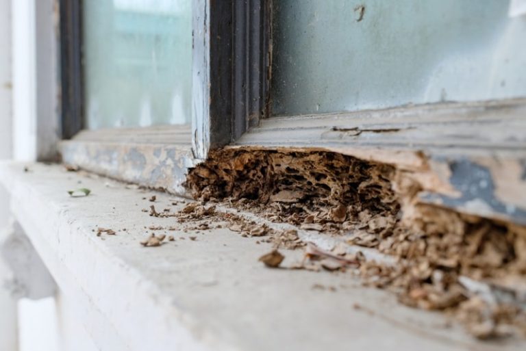 Protecting your Home: The Importance of Termite Treatment