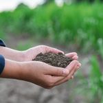 Mulch and Soil Health