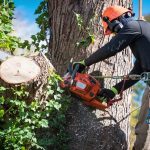 Residential Tree Removal Service Tampa: Call for Estimate